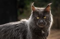 Spel en ontspanning voor katten in een kleinschalig kattenhotel in Groningen