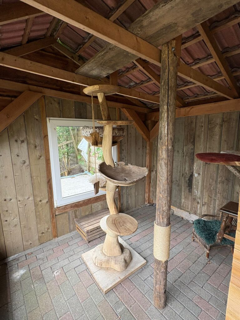 Rustige kattenopvang in het kattenhotel van Nicky's Cat Resort in Nieuwe Pekela
