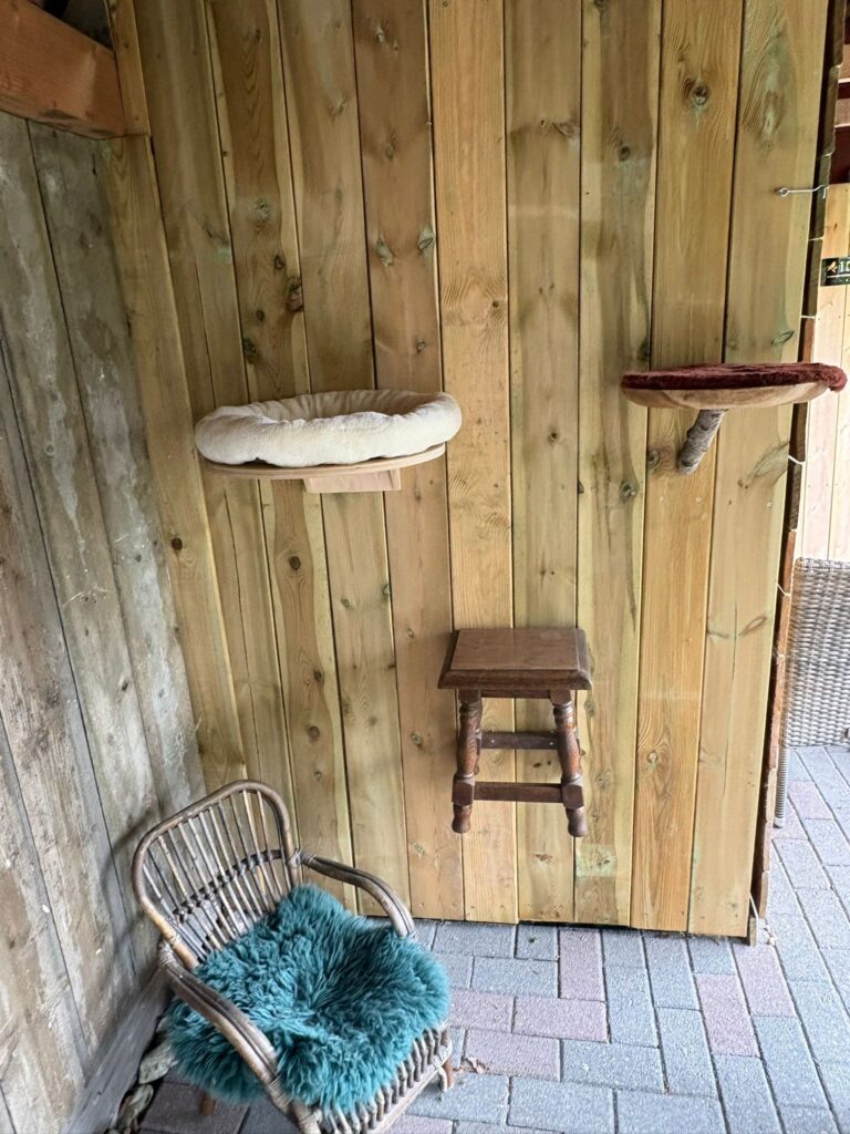 Tijdelijke kattenopvang bij Nicky's Cat Resort voor vakantie of verbouwing