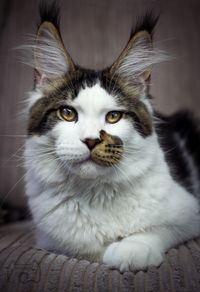 Rustige kat bij kleinschalig kattenhotel in Groningen