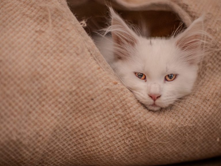 Verzorgde opvangruimte van Nicky's Cat Resort in Nieuwe Pekela